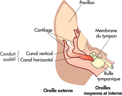 Clinique Veterinaire Des Bruyeres De Courbevoie L Hygiene Des Oreilles